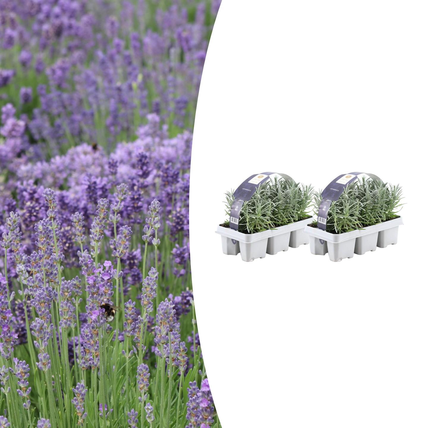 Lavandula angustifolia – Echter Lavendel – Ø7cm – ↕15cm – 12 Pflanzen – Duftende & Mediterrane Pflanzen – Für Garten, Balkon & Terrasse – Plant