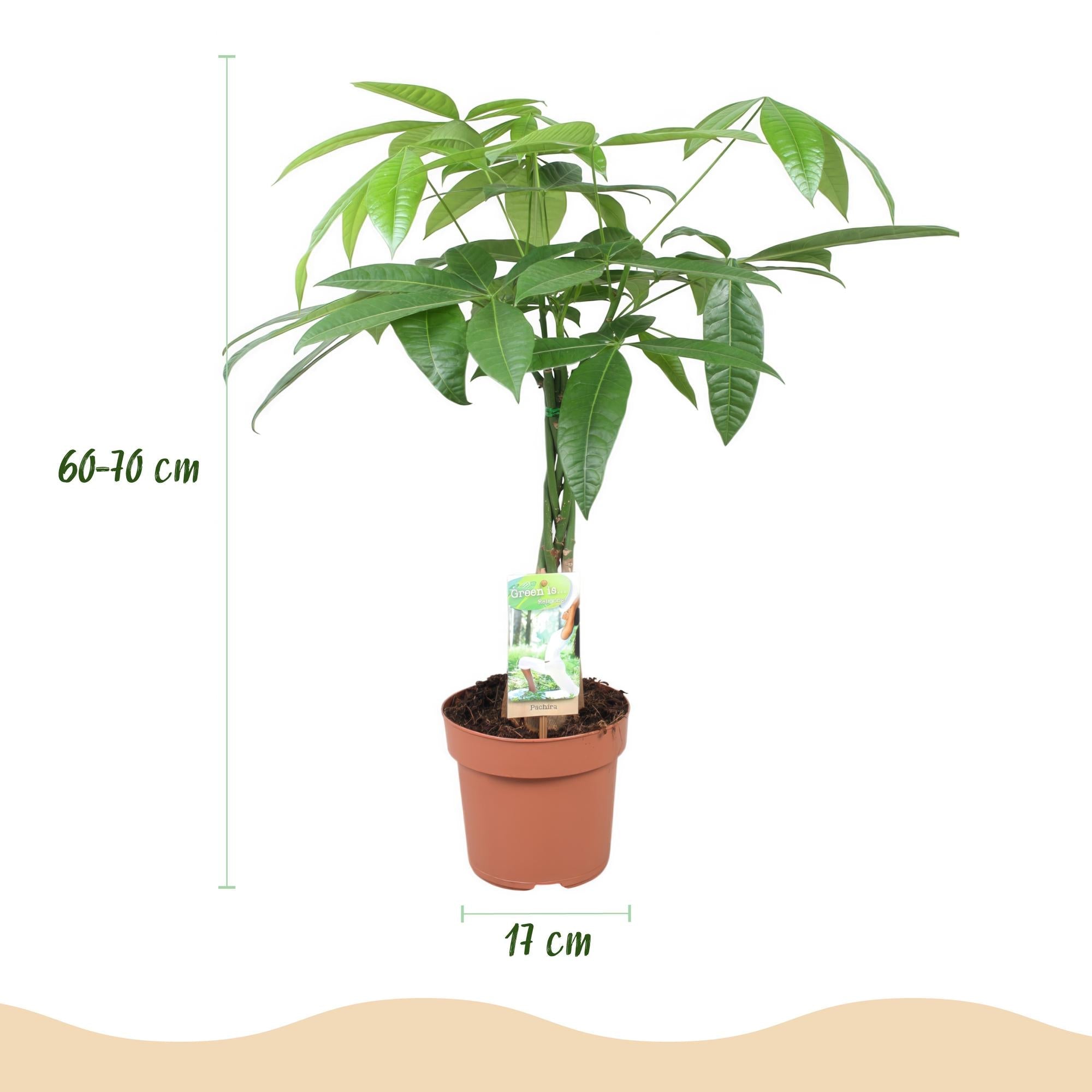 Pachira Aquatica – Geflochtener Stamm – Geldbaum – 2 Pflanzen – 60-70cm – 17cm – Pflegeleichte Zimmerpflanze mit handförmigen Blättern
