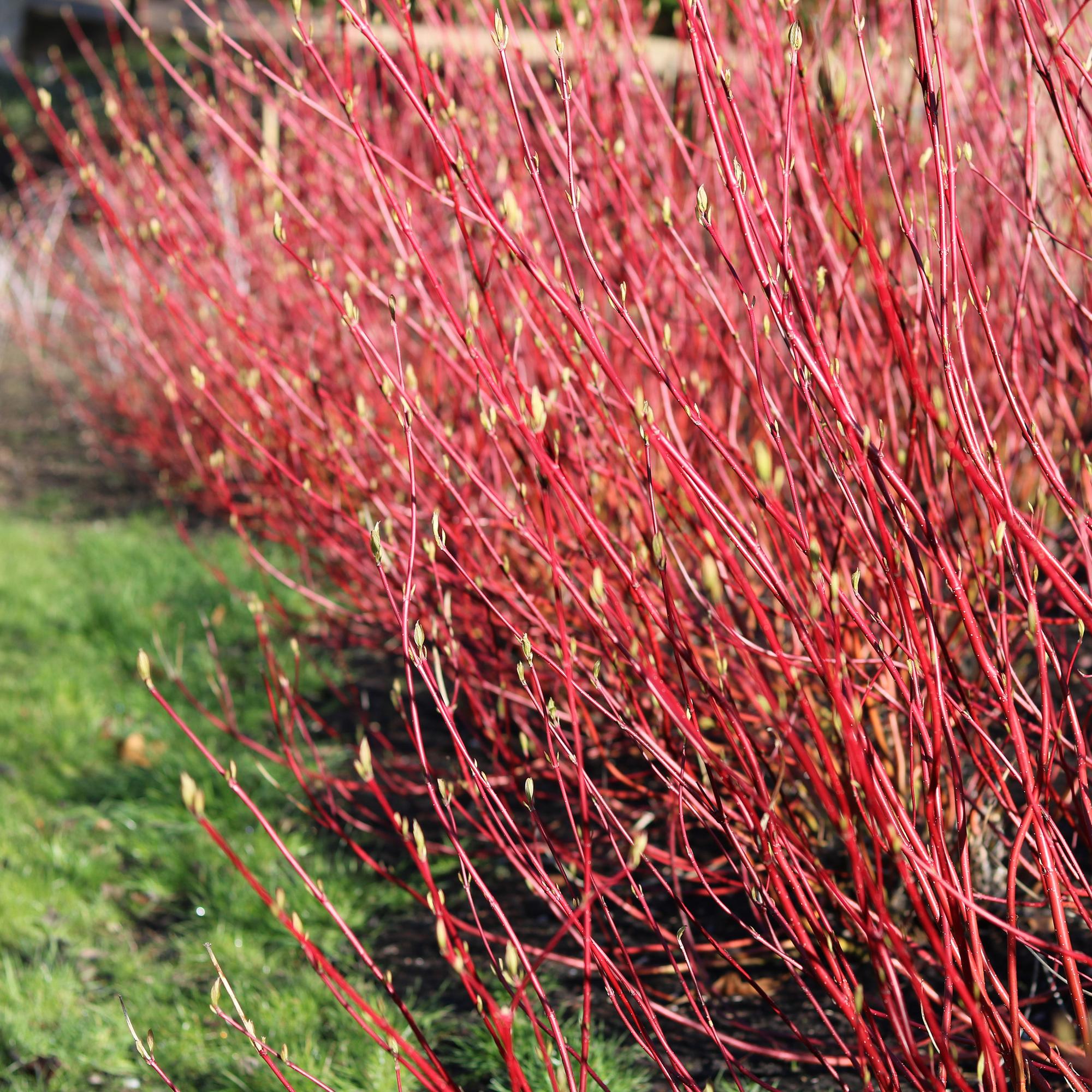 Rotholz – Hartriegel – Cornus alba 'Sibirica' – Ø17cm – ca. 45cm hoch – Zierstrauch mit roten Zweigen – Winterhart & pflegeleicht – Bienenfreundlich – Plant