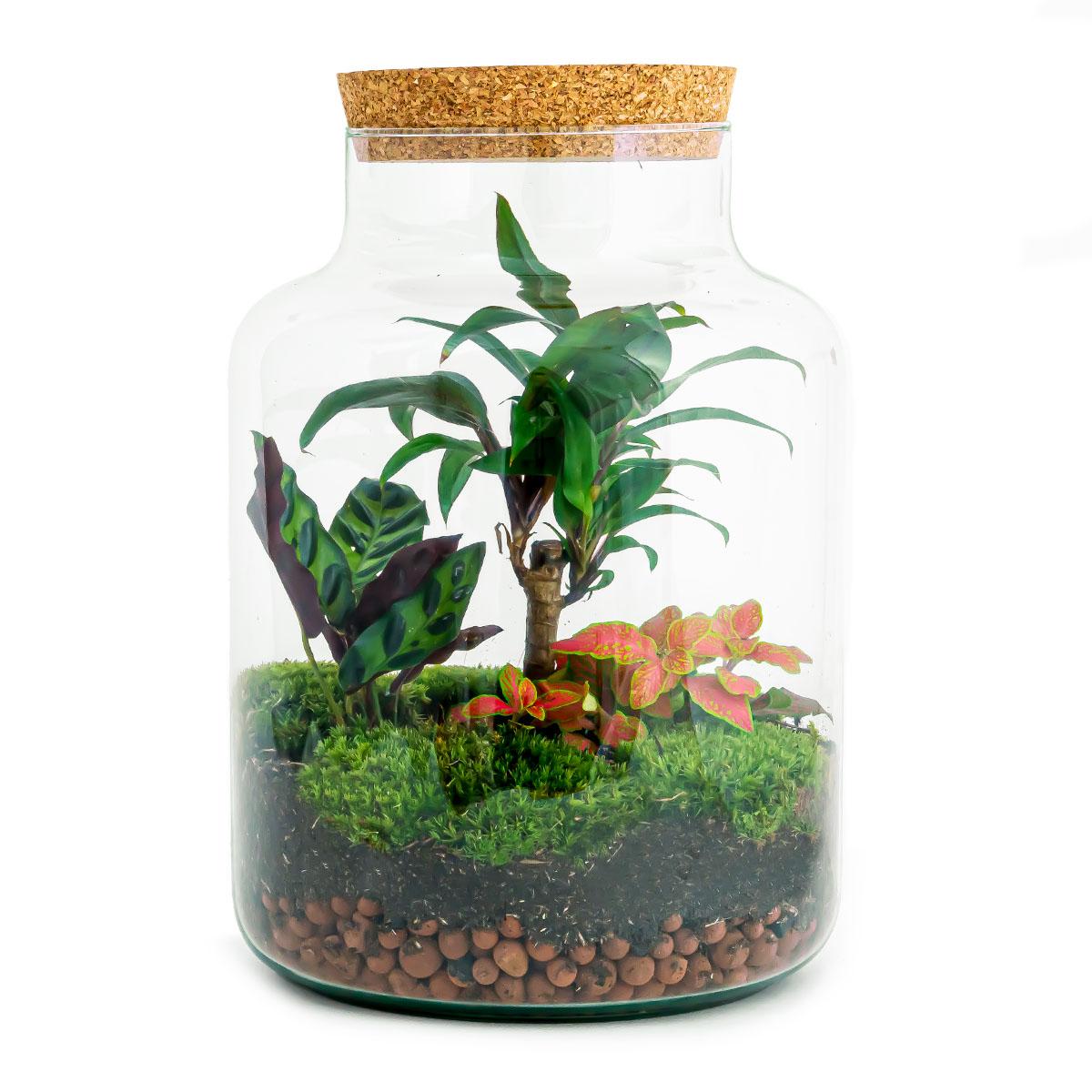 Flaschengarten DIY Bausatz – Terrarium Milky Palme – Ø21cm x 30cm – Selbstbewässerndes Mini – Ökosystem – Inklusive Anleitung – Plant