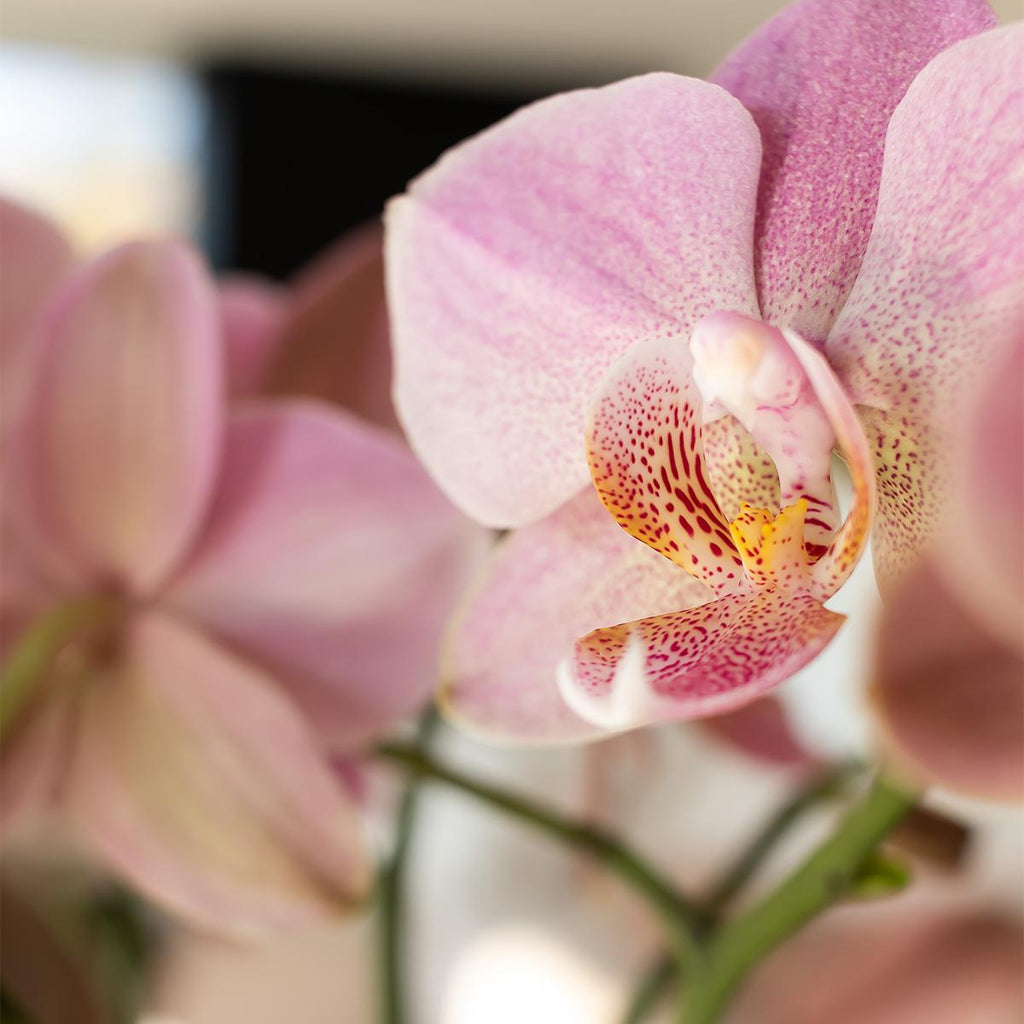 Phalaenopsis Orchidee – Treviso Altrosa – Ø9cm – Blühende Zimmerpflanze – Elegante Deko-Orchidee – Frisch vom Züchter – Plant