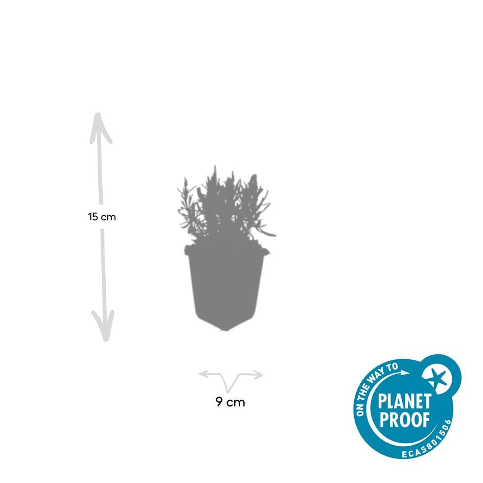 Lavendel Lavandula angustifolia 'Munstead' – ↕10-25cm – Ø9cm – Kompakter Duft – Plant