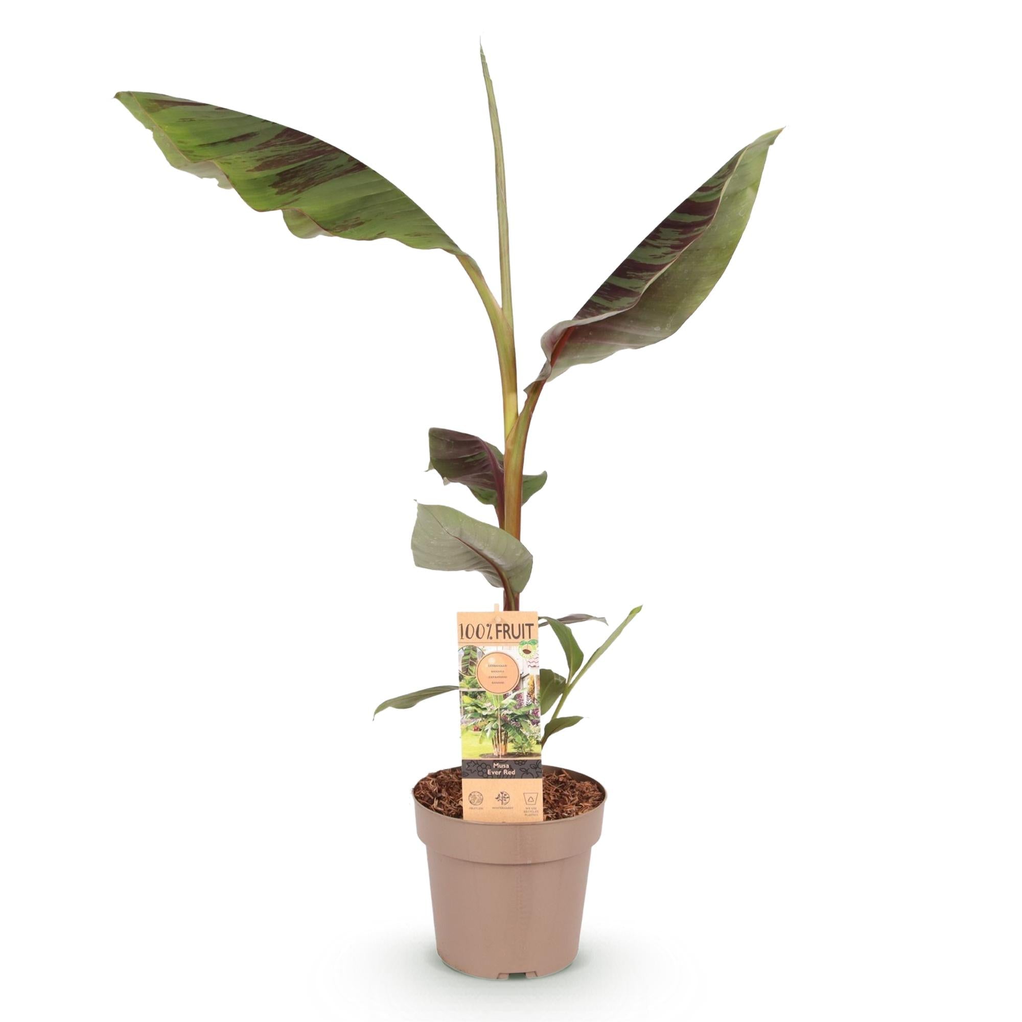 Japanische Faserbanane Musa Ever Red – Obstpflanze – Winterhart – Ø21cm – Höhe ca. 90cm – Rote Stängel & grüne Blätter – Plant