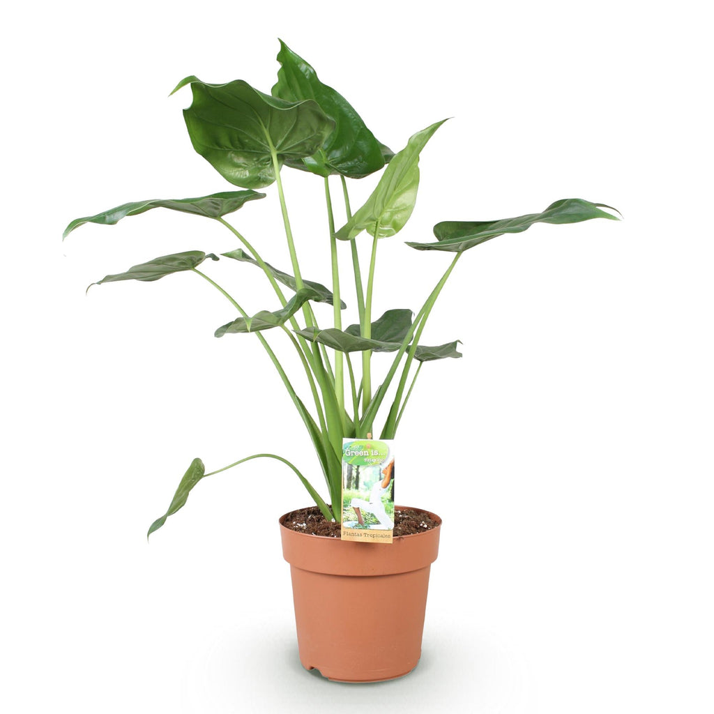 Alocasia Cucullata Buddhas Hand – 21cm – Höhe 65-70cm – Pflegeleichte grüne Zimmerpflanze mit herzförmigen Blättern für exotische Innenräume – Plant