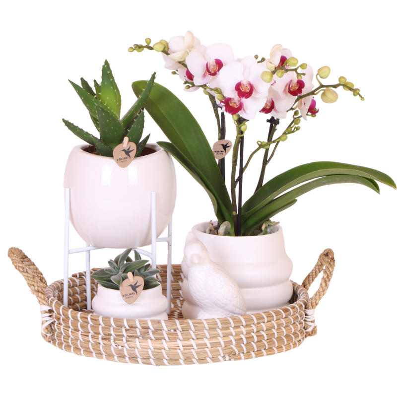 Geschenkset Large White – Gibraltar Orchidee Ø9cm + 2 Grünpflanzen – Bubble – Übertöpfe Ø9cm/Ø6cm + Bowl – Übertopf – frisch vom Züchter