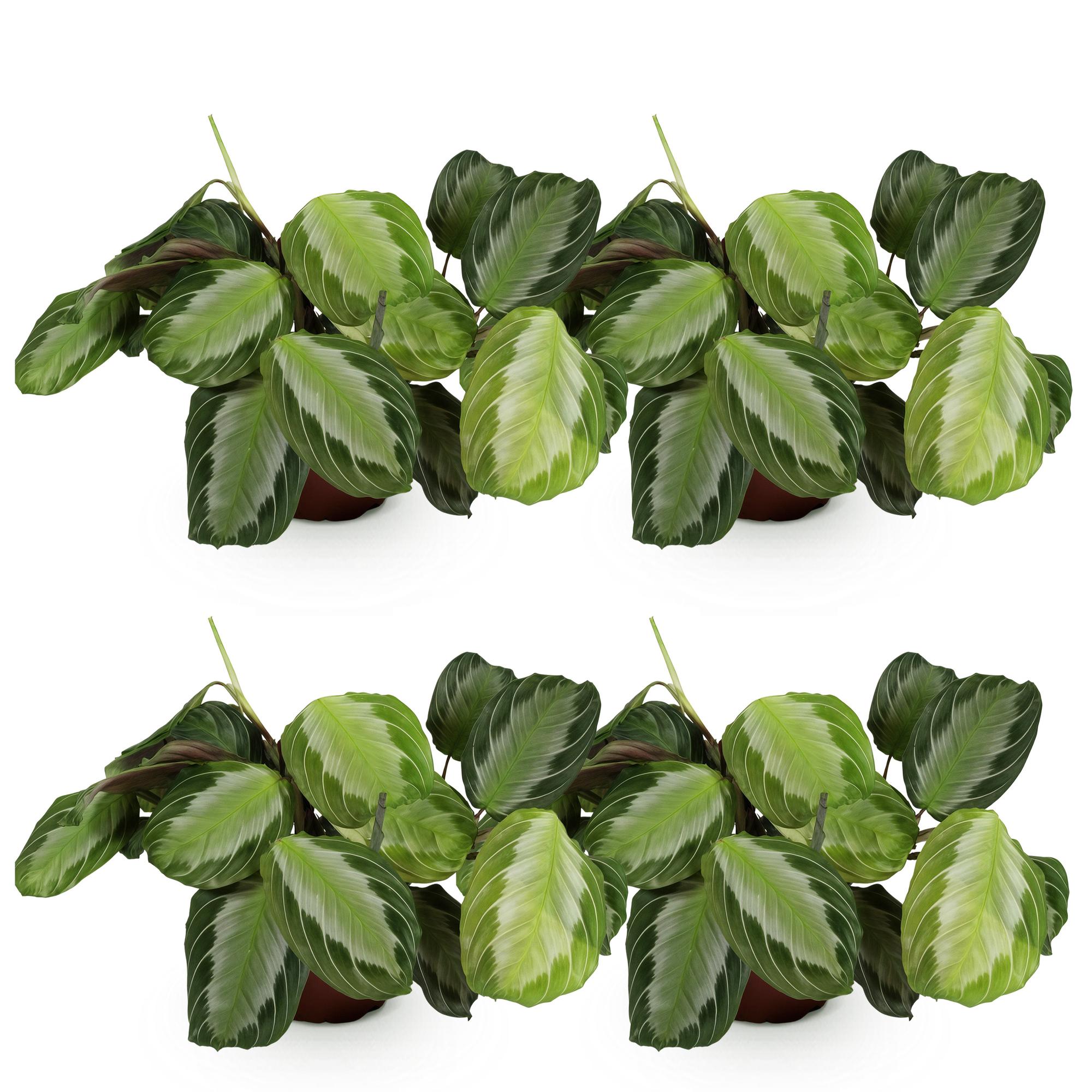 Maranta Fascinator Silverband Gebetspflanze Pfeilwurz – 4 Pflanzen im Set – 12cm – Höhe 30-35cm