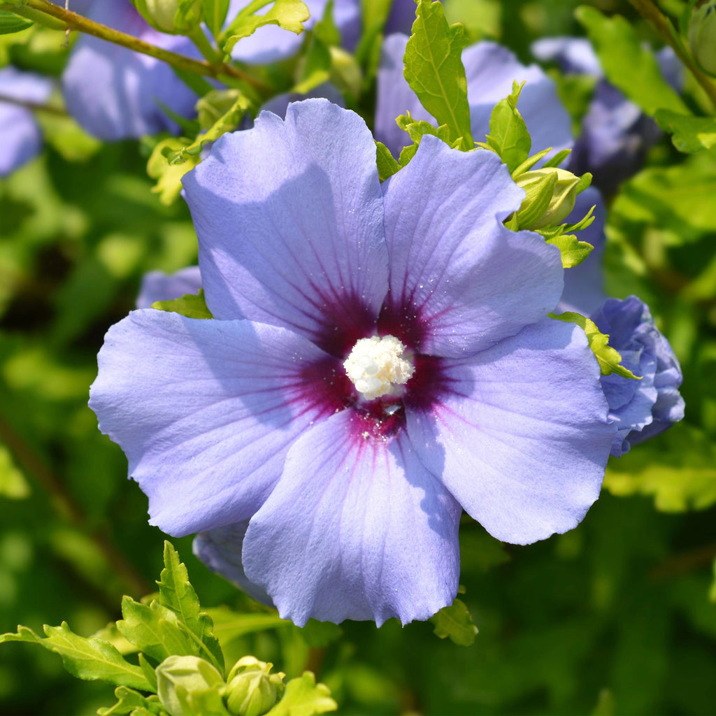 Garteneibisch Hibiscus syriacus Oiseau Blue – Strauch – Blüte Blau – Wenig Pflege – 17cm Höhe 45cm – Für Garten & Terrasse – Plant