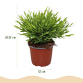Bambus Pogonatherum Monica – Ø12cm Höhe 30-35cm – Bambusgras Zimmerpflanze mit feinem Blattwerk – Haustierfreundliche Grünpflanze