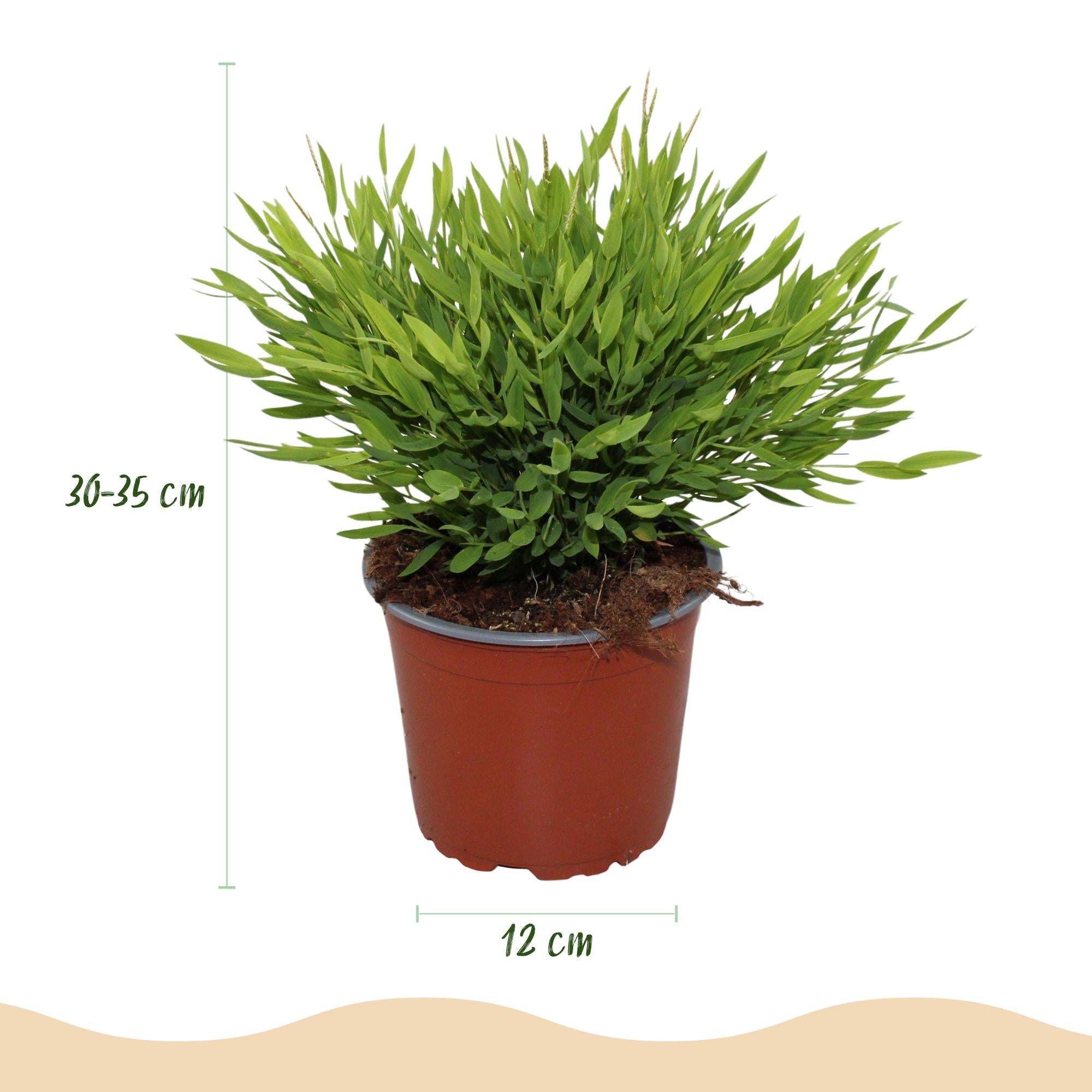 Bambus Pogonatherum Monica – Ø12cm Höhe 30-35cm – Bambusgras Zimmerpflanze mit feinem Blattwerk – Haustierfreundliche Grünpflanze
