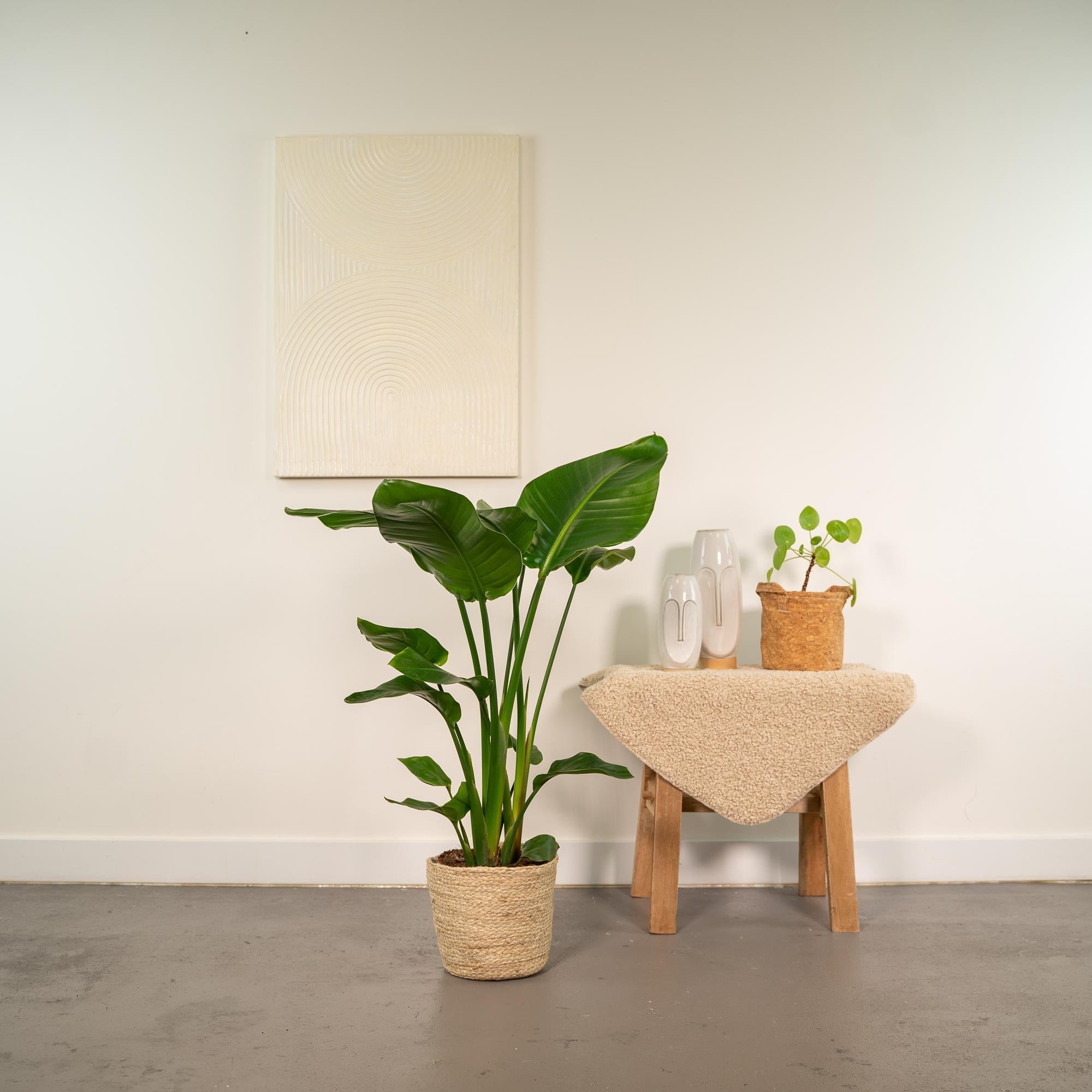 Baum – Strelitzie – Strelitzia Nicolai – Zimmerpflanze Ø19cm ↕90cm im dekorativen Korb Selin – Luftreinigende Tropenpflanze für Wohnzimmer & Büro – Plant