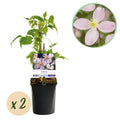 Kletterpflanze Clematis montana Rubens – Hellrosa Blüten – Frühblühend – 2 Pflanzen – 11cm x H40cm – Bis 10m – Pflegeleicht – Plant