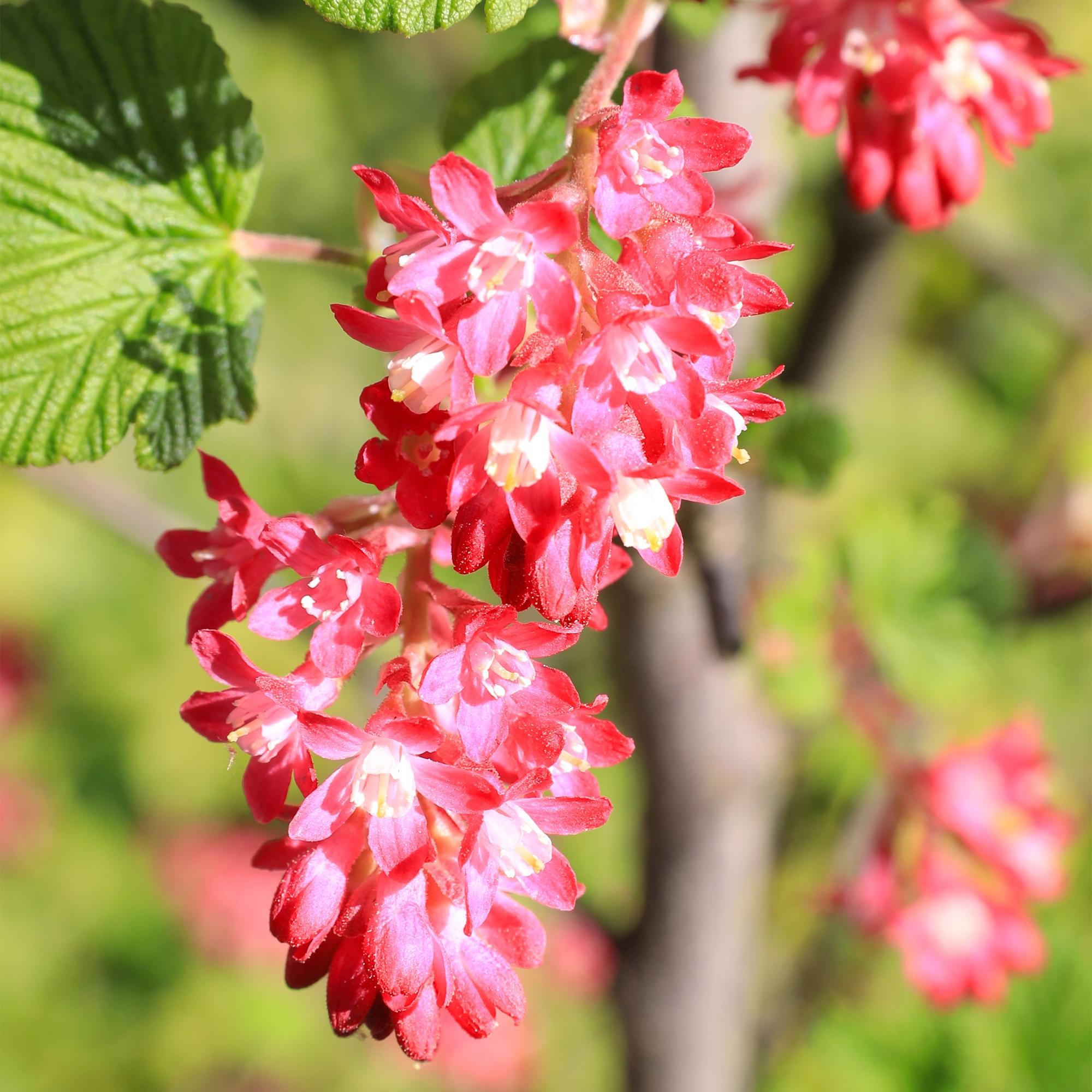 Blutjohannisbeere Ribes sanguineum 'Kind Edward' – Rosa Blüte – Bienenfreundlich – Frühjahrsblüher – Pflegeleicht – Ø17cm – Höhe ca. 45cm – Plant