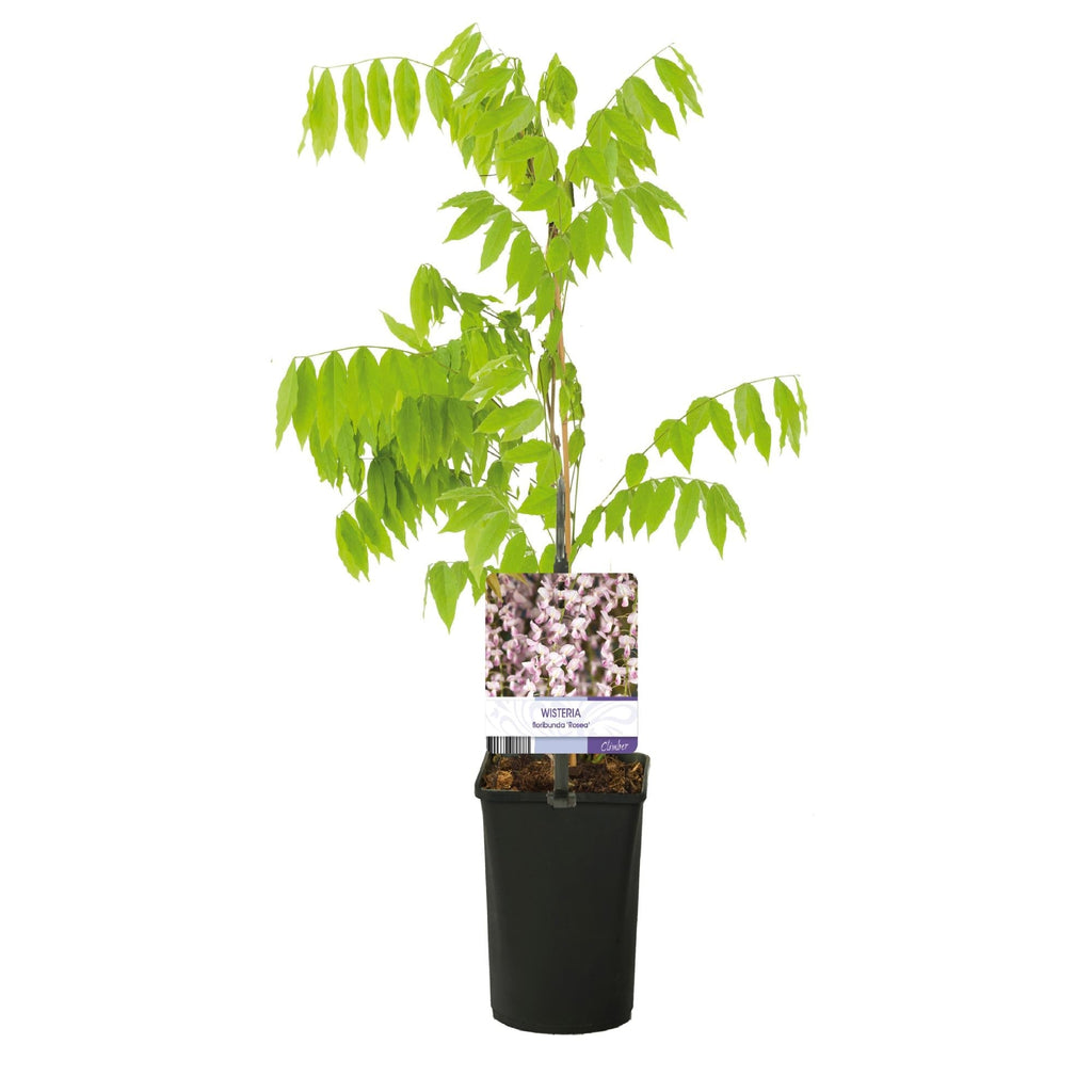 Kletterpflanze Wisteria floribunda Rosea – Rosa Blütentrauben – Frühling – 11cm x H40cm – Pflegeleicht – Für Garten, Pergola & Zaun – Plant