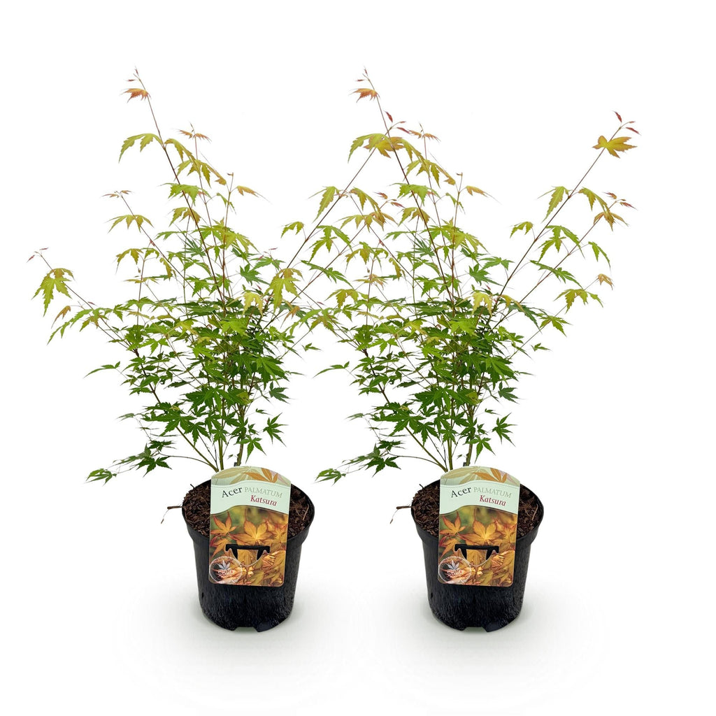 Japanischer Ahorn – Acer palmatum Katsura – 2 Pflanzen – Orange Herbstfärbung – je ca. 70cm hoch – im 19cm Topf – Balkonpflanze & Zierbaum – Plant