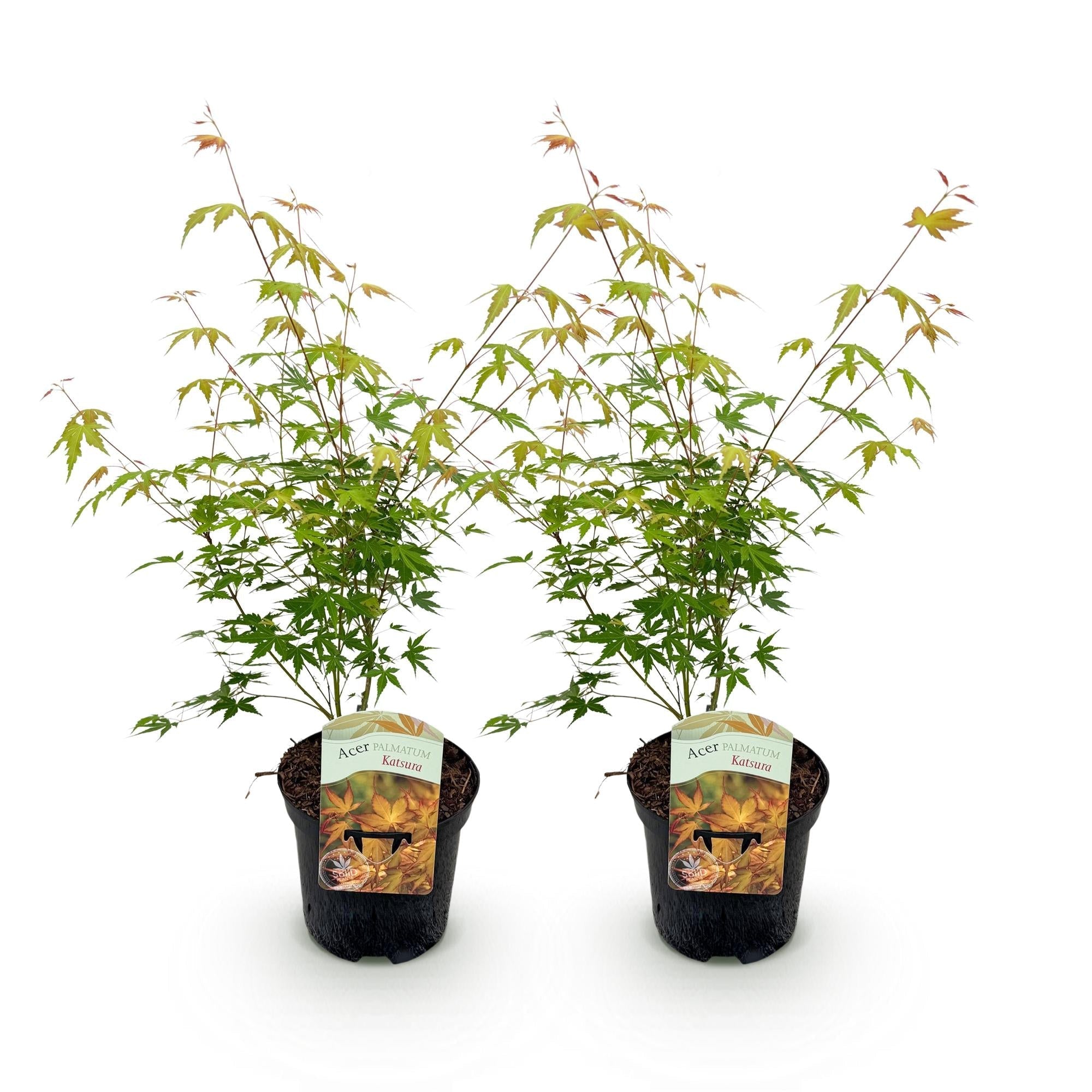 Japanischer Ahorn – Acer palmatum Katsura – 2 Pflanzen – Orange Herbstfärbung – je ca. 70cm hoch – im 19cm Topf – Balkonpflanze & Zierbaum – Plant