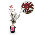 Japanischer Ahorn Acer palmatum 'Skeeter’s Broom' – Lila – Balkon – & Gartenpflanze – Ø19cm – Ca. 70cm hoch – Plant