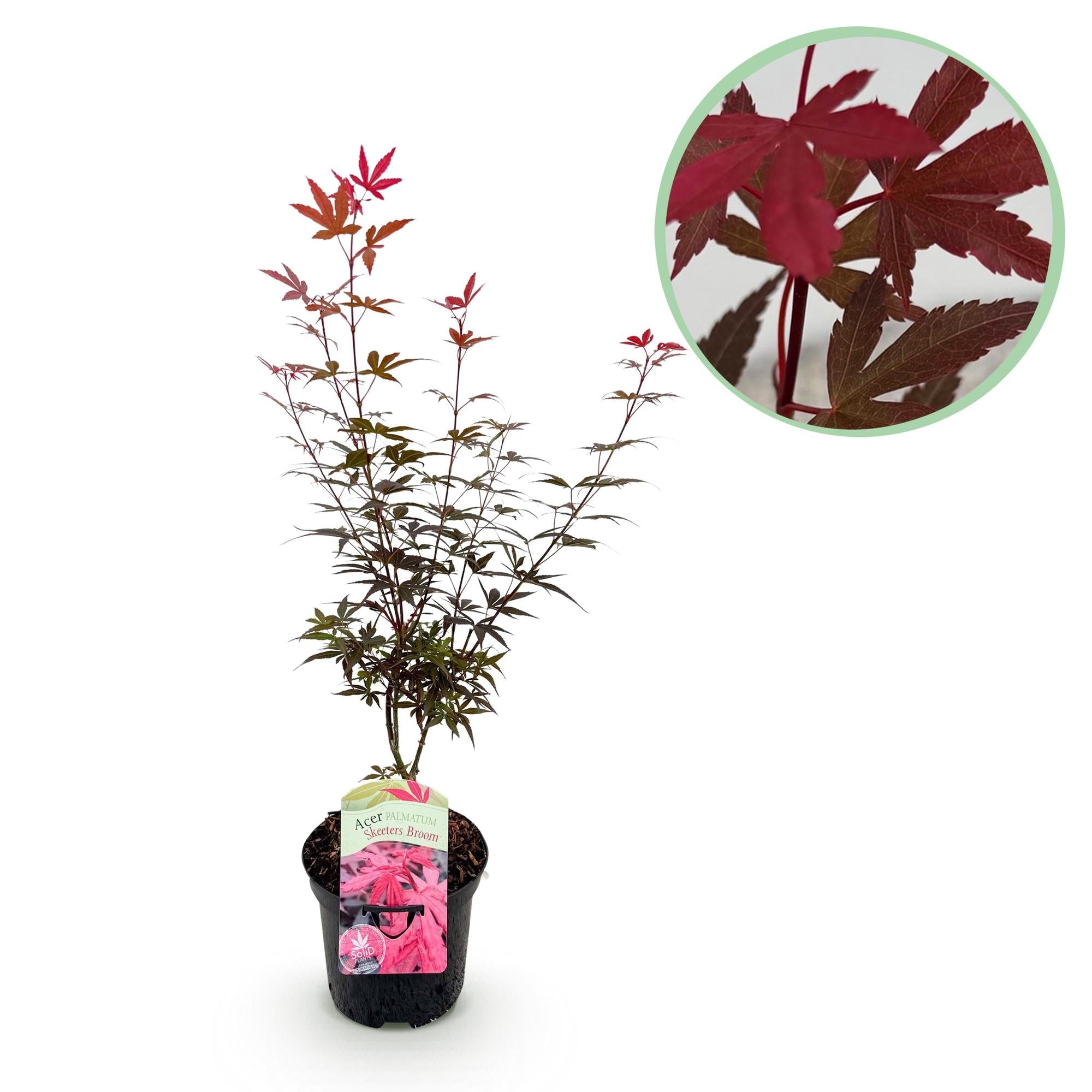 Japanischer Ahorn Acer palmatum 'Skeeter’s Broom' – Lila – Balkon – & Gartenpflanze – Ø19cm – Ca. 70cm hoch – Plant