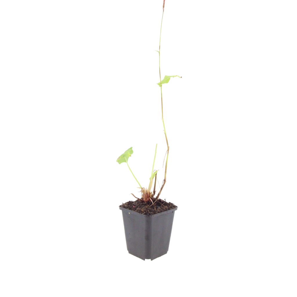 Persicaria bistorta Superba – 48 Pflanzen Ø9cm – Höhe 10-25cm – Rosa Blütenstaude für feuchte Beete & Teichrand – Bienenfreundlich winterhart
