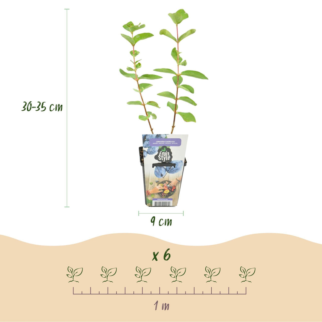 Honigbeere Lonicera caerulea Kamtschatica winterhart Ø9cm – Blaue Beerenpflanze für Garten Beet Balkon & Terrasse