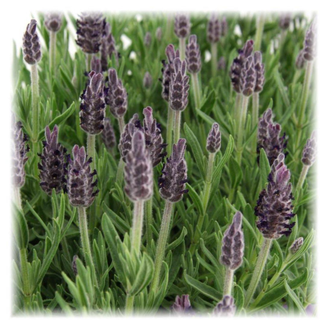 Echter Lavendel Lavandula stoechas Anouk – Duftender Schopflavendel – Ø12cm – Winterhart – Für Garten, Terrasse & Balkon – Plant