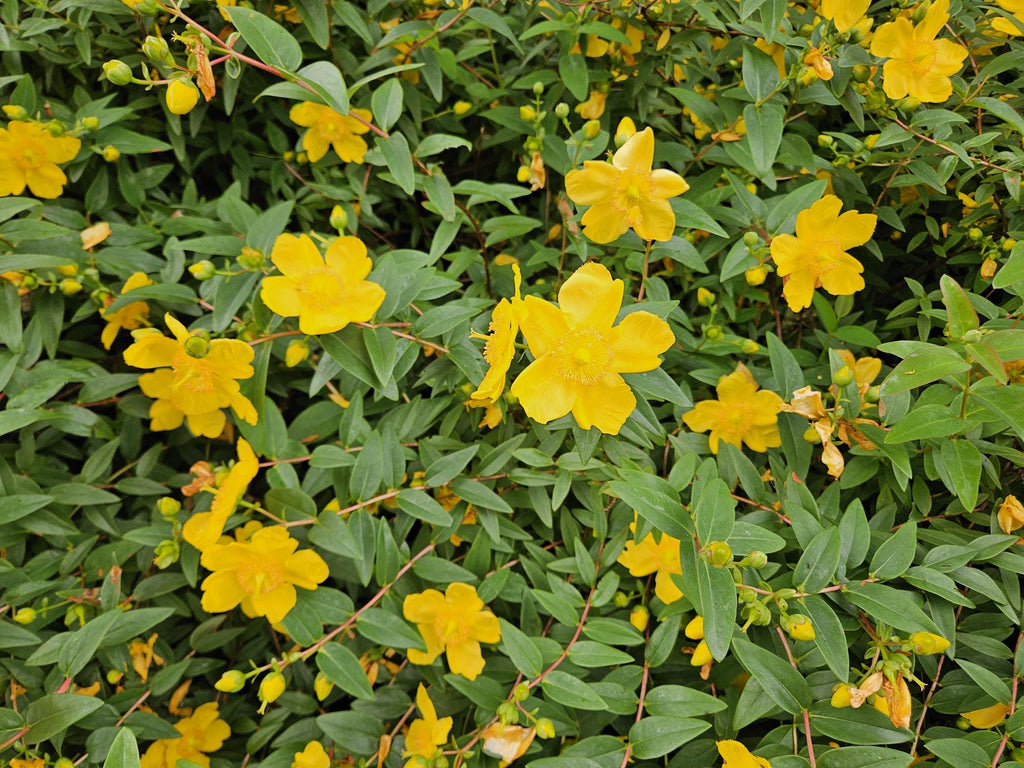 Johanniskraut Hypericum dummeri 'Peter Dummer' – ↕10-25cm – Ø9cm – Winterharter Bodendecker mit gelben Blüten – Plant