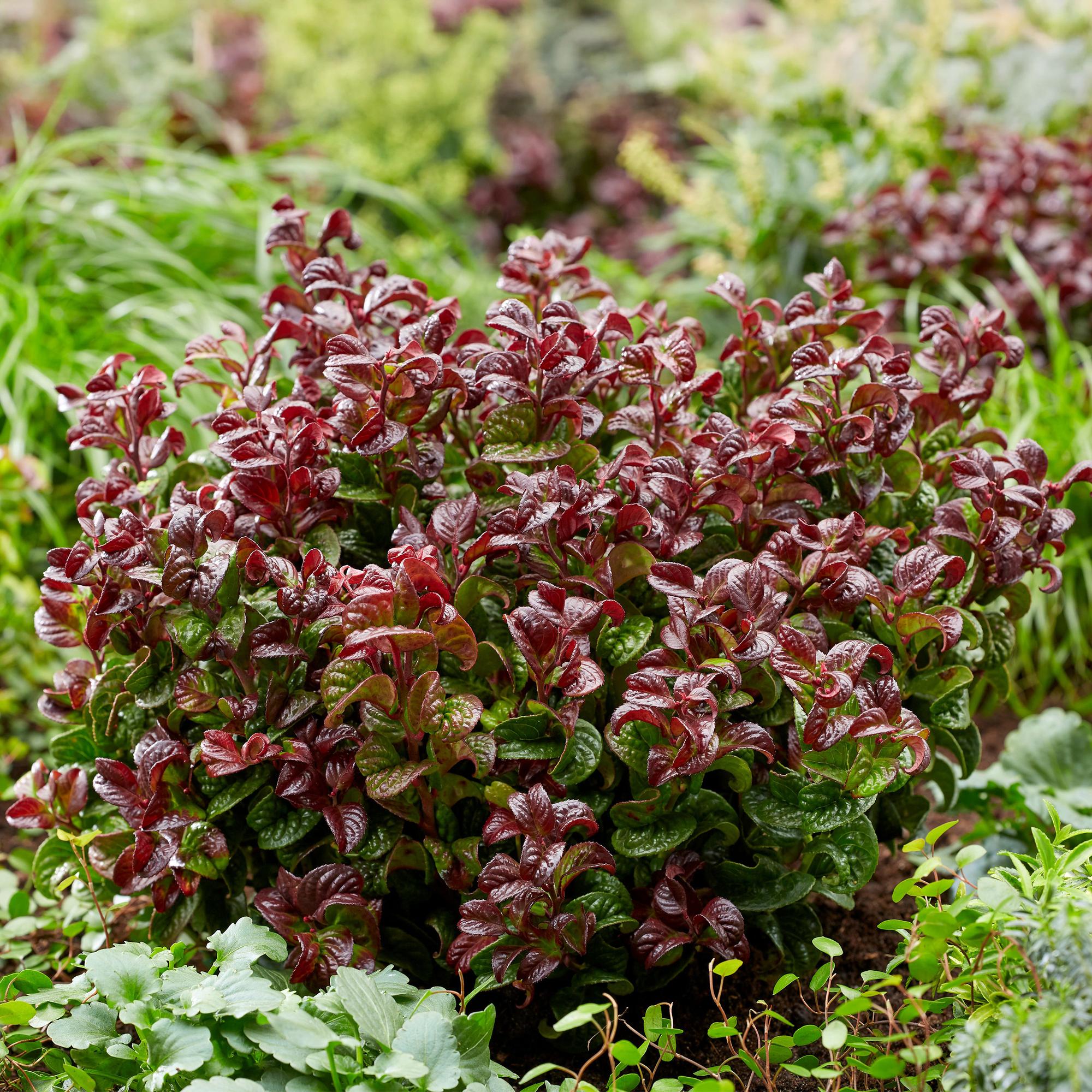 Traubenheide Leucothoe Curly Gold – 17cm Höhe ca.40cm – Immergrün & farbintensiv – Goldgelbes lockiges Laub für Beet Balkon Terrasse – Pflegeleichter dekorativer Zierstrauch – Plant
