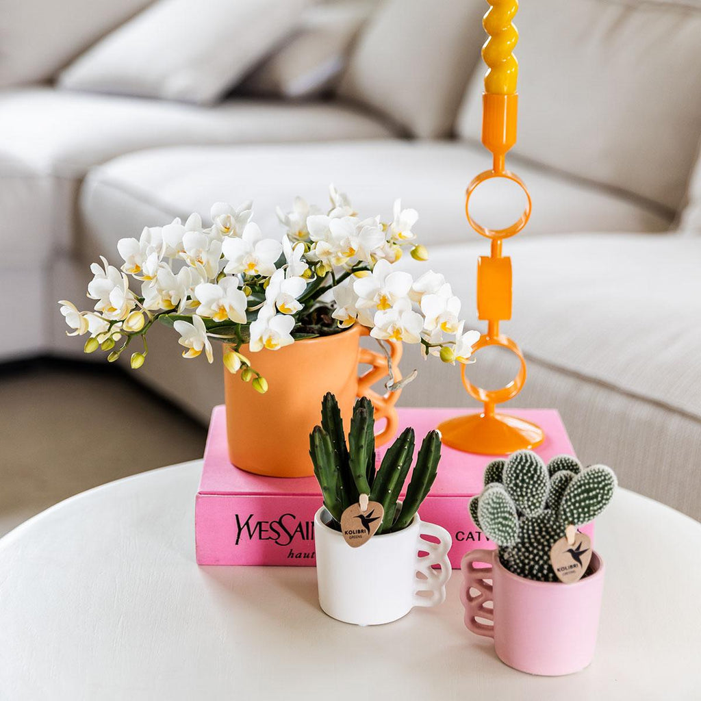 Weiße Phalaenopsis Orchidee Nazaré – Ø9cm – Elegante Zimmerpflanze – Pflegeleicht & Blühfreudig – Ideal für Küche, Wohnzimmer & Büro – Plant