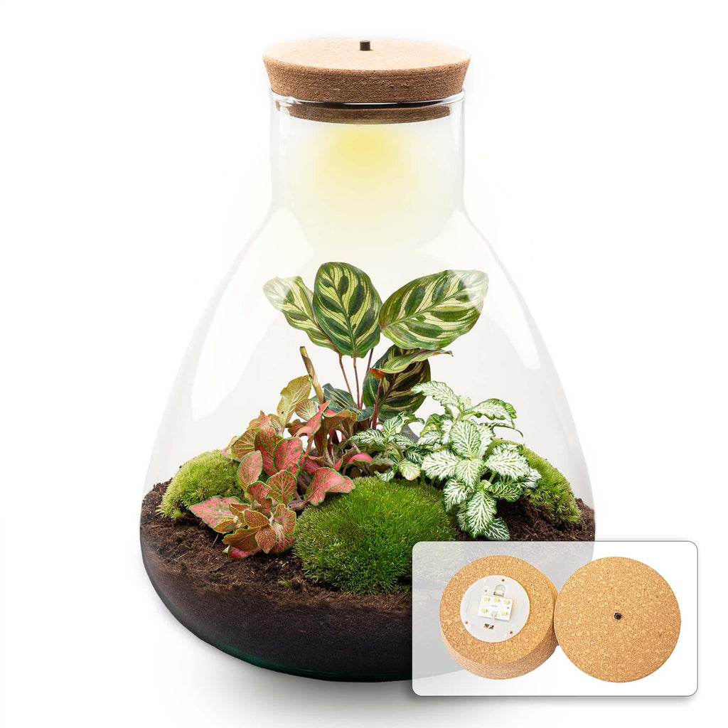 Flaschengarten Sam Calathea mit LED – DIY Bausatz Terrarium – ↕30cm – Do It Yourself Pflanzen – Set – Autarkes Mini – Ökosystem – Plant