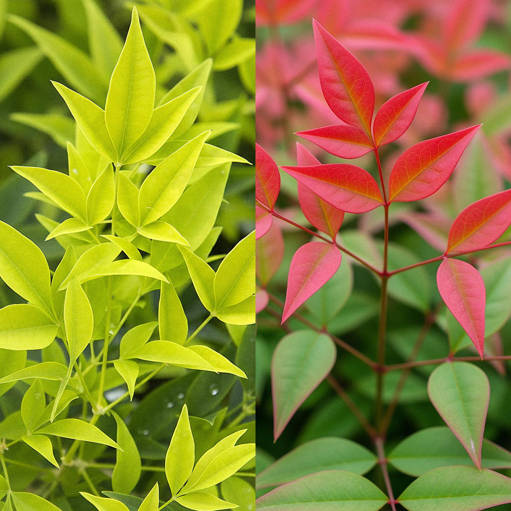 Himmelsbambus Nandina Duo – Gelb & Rot – 2 Pflanzen – Immergrün – Pflegeleicht – 17cm Höhe 45cm