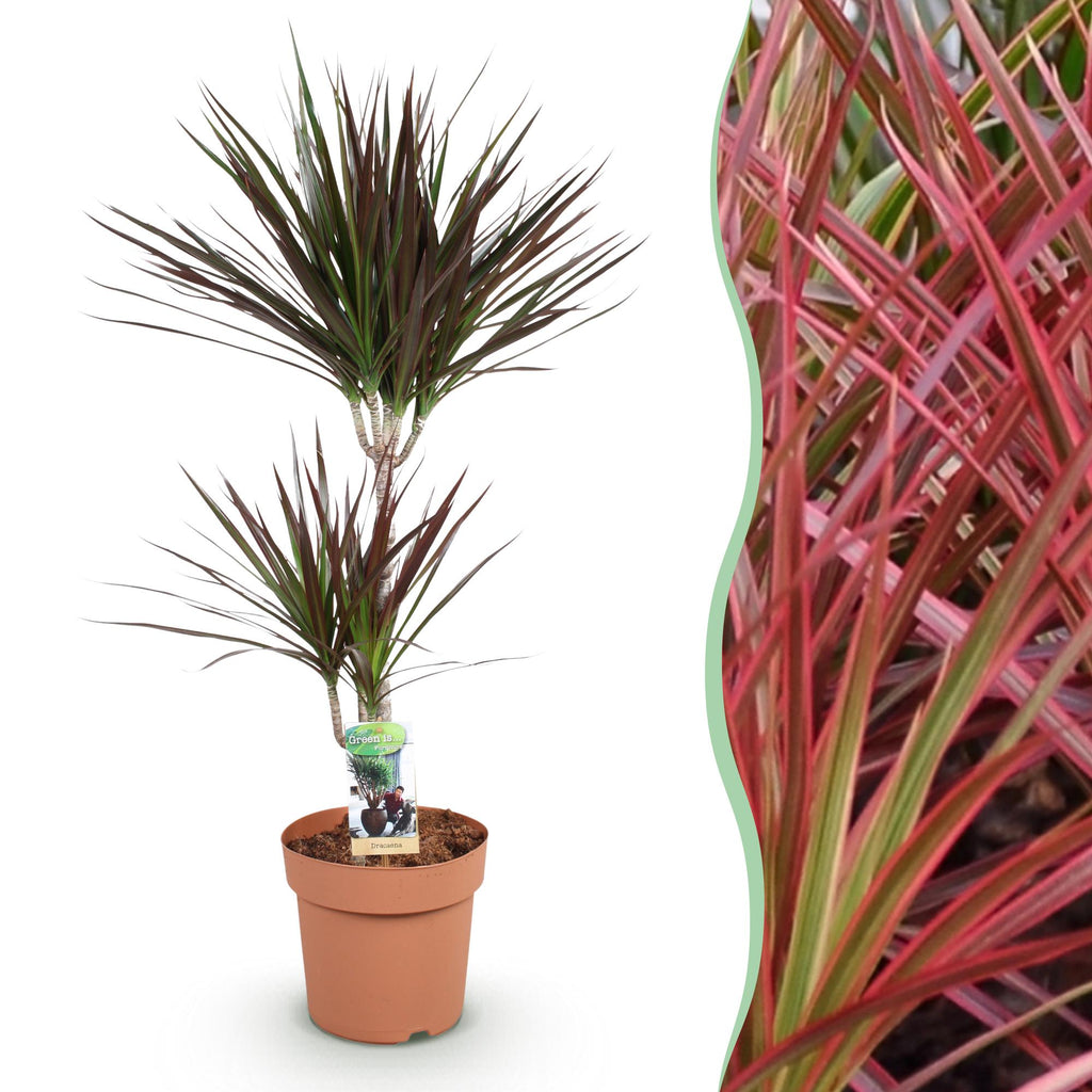 Dracaena Magenta – Drachenbaum – 21cm – Höhe 90-100cm – Pflegeleichte rot – grüne Zimmerpflanze mit dekorativen Stämmen für Wohnzimmer und Büro – Plant