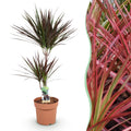 Dracaena Magenta – Drachenbaum – 21cm – Höhe 90-100cm – Pflegeleichte rot – grüne Zimmerpflanze mit dekorativen Stämmen für Wohnzimmer und Büro – Plant