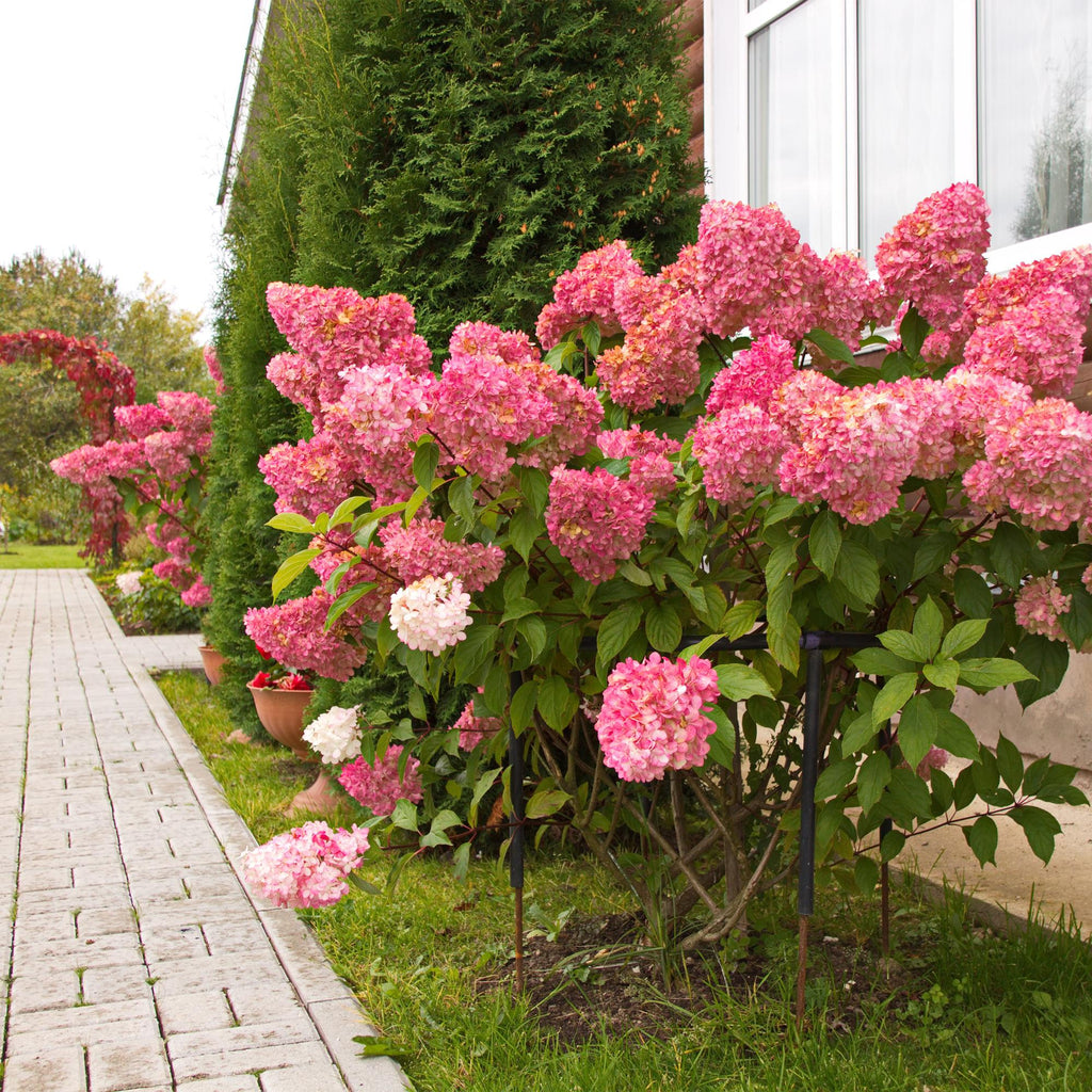 Rispenhortensie – Hydrangea panniculata Vanille Fraise – Blüte Weiß – Rosa – Laubabwerfend – Große Blüten – 17cm – Höhe ca. 50cm – Plant