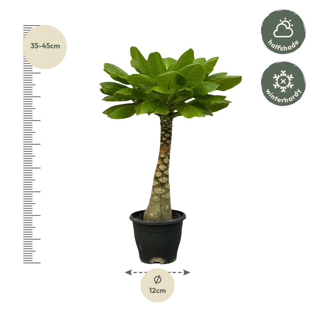 Vulkanpalme Brighamia insignis – Zimmerpflanze 25cm hoch – Ø12cm – Tropische Rarität mit glänzenden Blättern – Pflegeleicht & dekorativ – Plant