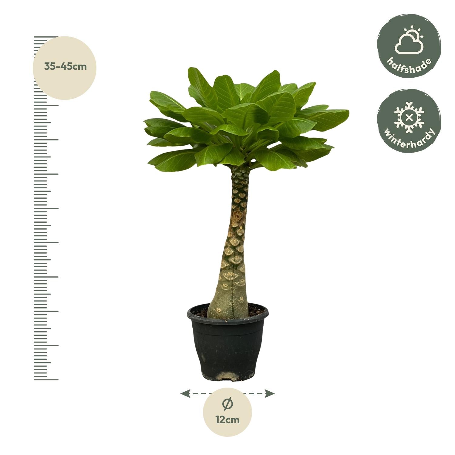 Vulkanpalme Brighamia insignis – Zimmerpflanze 25cm hoch – Ø12cm – Tropische Rarität mit glänzenden Blättern – Pflegeleicht & dekorativ – Plant