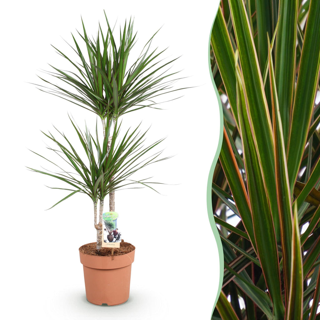 Dracaena Marginata – Drachenbaum – 21cm – Höhe 90-100cm – Pflegeleichte grün – rote Zimmerpflanze für moderne Wohnräume und Bürobereiche – Plant