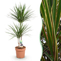 Dracaena Marginata – Drachenbaum – 21cm – Höhe 90-100cm – Pflegeleichte grün – rote Zimmerpflanze für moderne Wohnräume und Bürobereiche – Plant