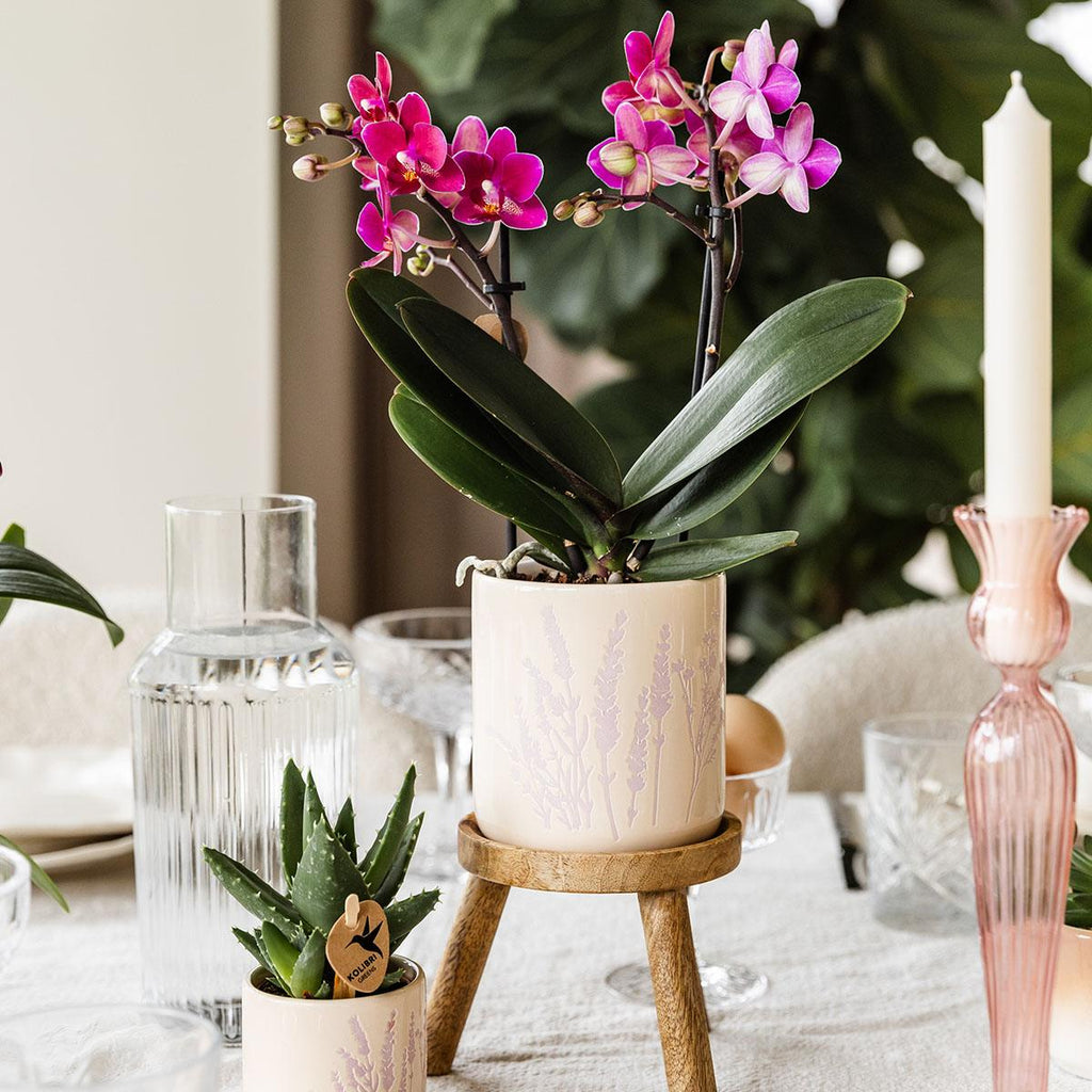 Blumentopf Lavendel Ø9cm – Pflanztopf in sanftem Violett – Für kleine Zimmerpflanzen, Kräuter, Sukkulenten & Mini – Arrangements – Stilvoll & robust – Plant