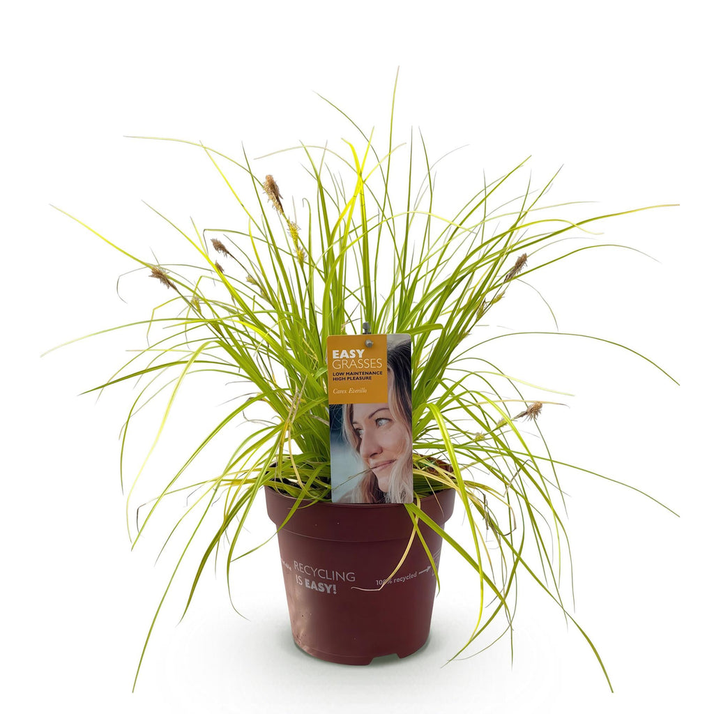 Ziergras Segge Carex oshimensis Everillo – Leuchtend Gelb – Immergrün & winterhart – Höhe ca. 50cm – 17cm – Farbintensives Gras für Beet & Kübel – Plant