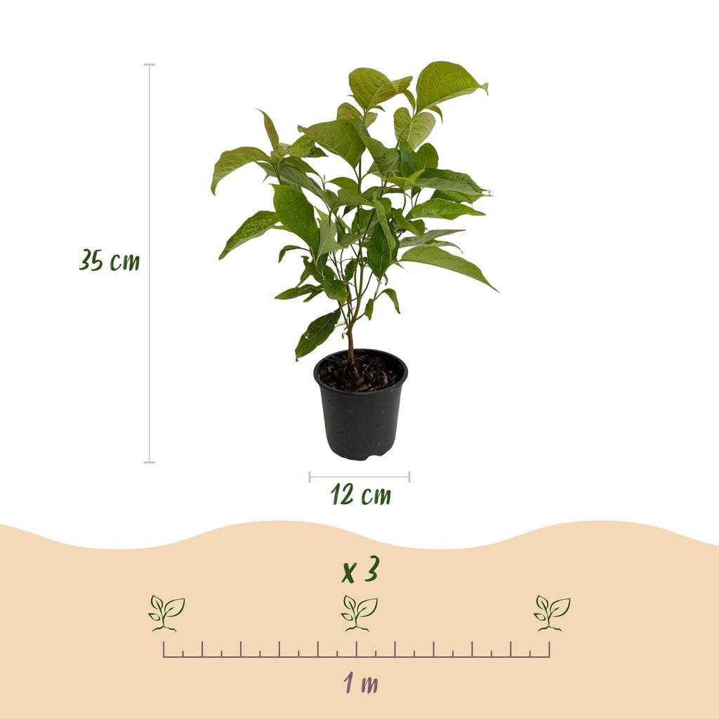 Cornus mas – 12cm – Höhe ca. 35cm – Gelbe Frühjahrsblüte & dunkelgrünes Laub – Laubabwerfender pflegeleichte Kornelkirsche für Beet, Balkon & Terrasse – Plant