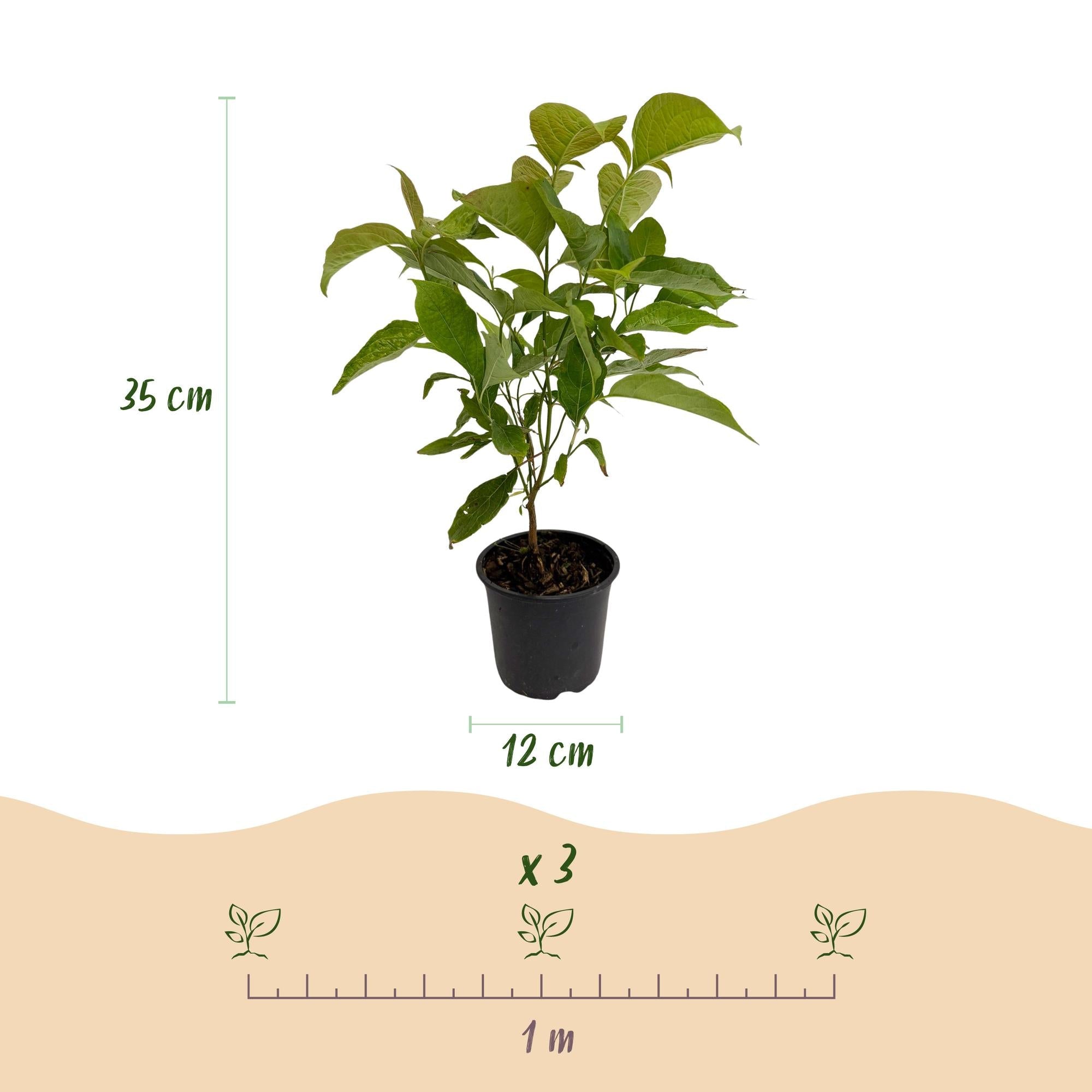 Cornus mas – 12cm – Höhe ca. 35cm – Gelbe Frühjahrsblüte & dunkelgrünes Laub – Laubabwerfender pflegeleichte Kornelkirsche für Beet, Balkon & Terrasse – Plant