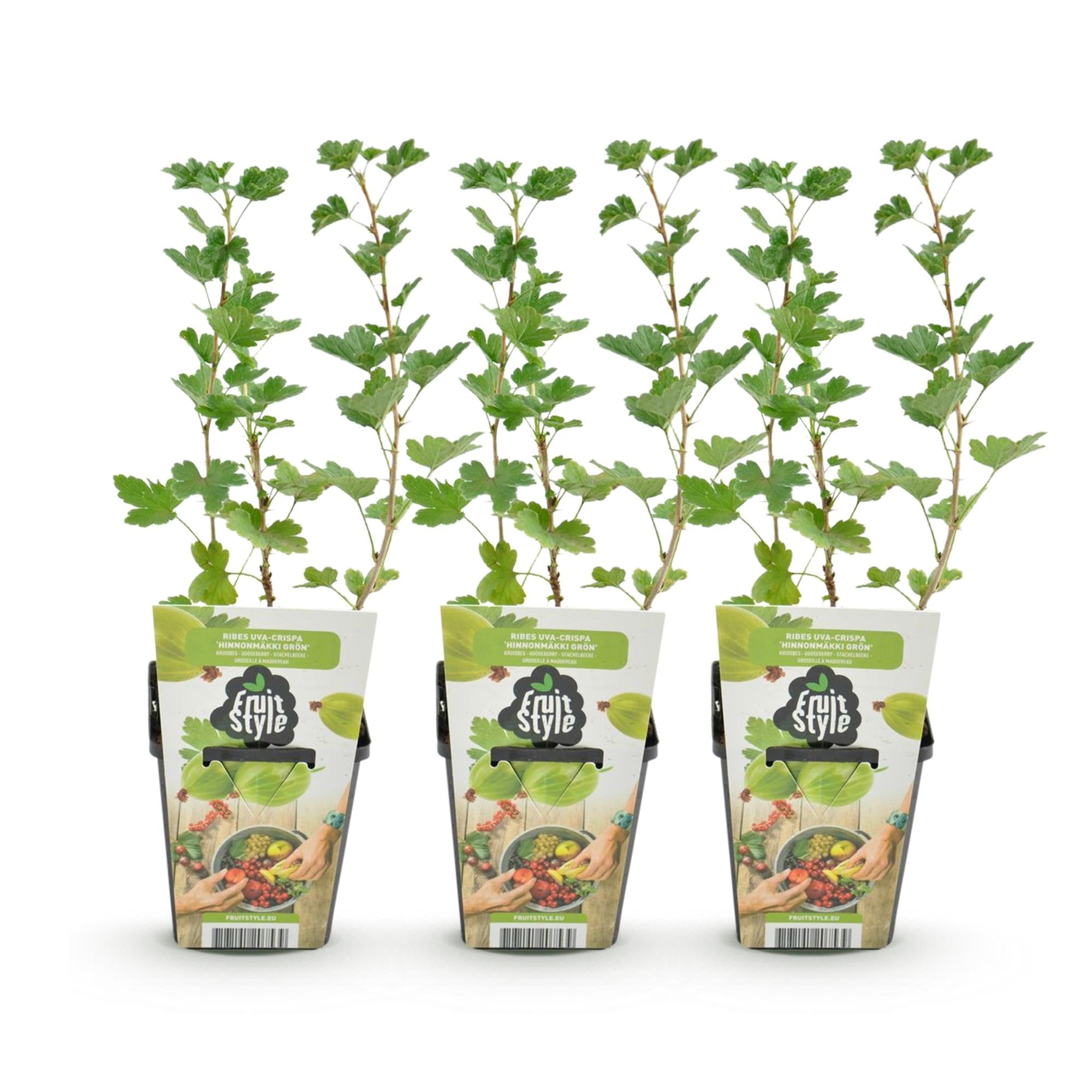 Grüne Stachelbeere Ribes uva – crispa Hinnonmaki Grün winterhart 3 Pflanzen Höhe 30cm Ø9cm – für Garten Beet Balkon & Terrasse