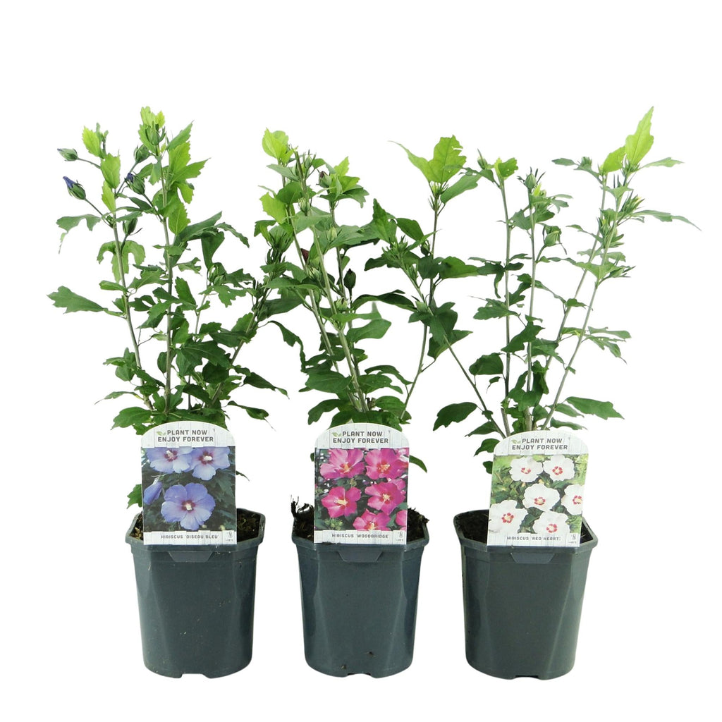 Hibiscus syriacus Tricolour – 3 Pflanzen 17cm – ca. 45cm hoch – Garteneibisch mit rosa, weißen & blauen Blüten – Winterharter Strauch – Plant