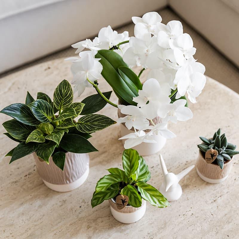 Bamboo Übertopf Sand – Mini Blumentopf Ø6cm – Naturfarbener Pflanztopf mit Bambusstruktur – Kleiner Übertopf für Orchideen Sukkulenten & Deko – Pot