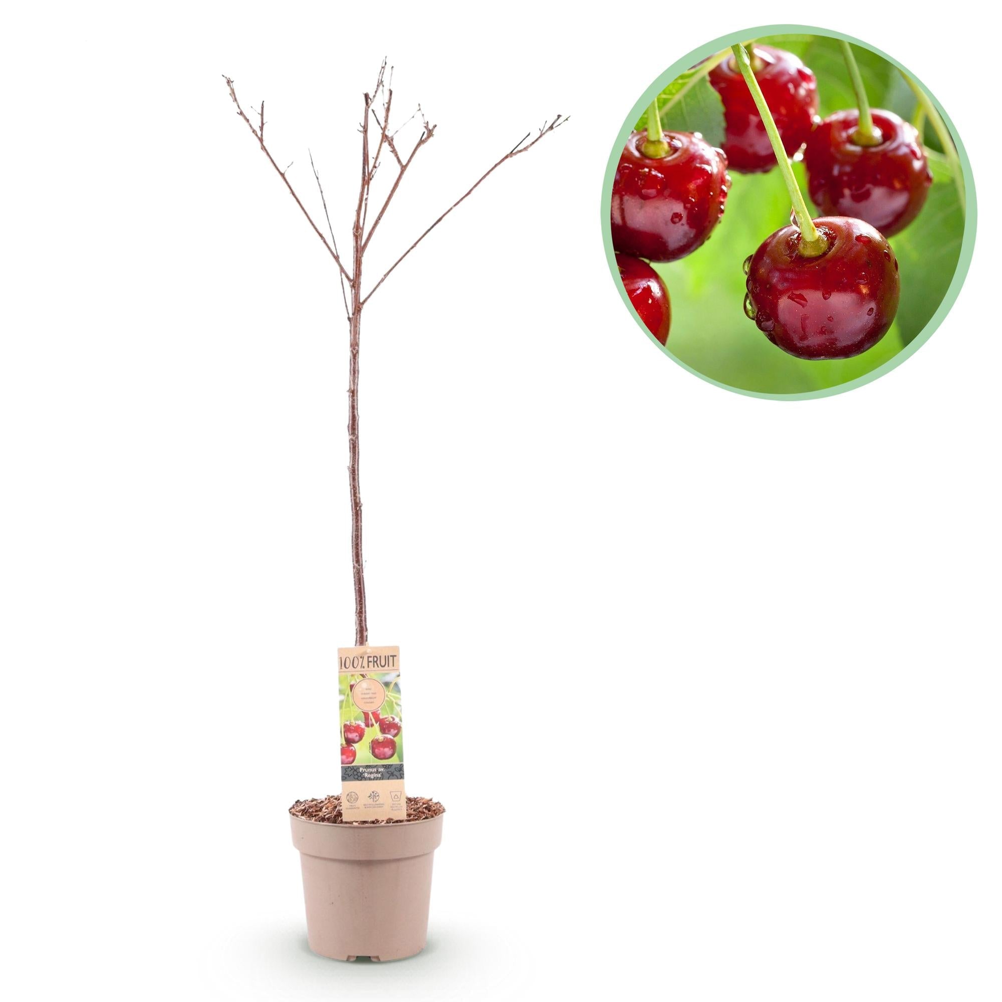 Kirschbaum Prunus avium Regina – Rote Kirsche – Obstbaum im Ø21cm – Höhe ca. 90cm – Süße Kirschen, pflegeleicht & gesund – Perfekt für Garten & Balkon – Plant