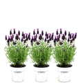 Französischer Lavendel Lavandula stoechas Anouk – Duftender Schopflavendel – 13cm Dekotopf 'Old Look' – 3 Pflanzen – Winterhart & Pflegeleicht – Plant