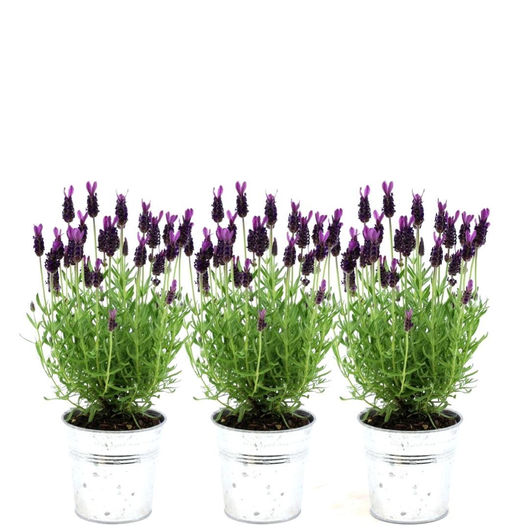 Französischer Lavendel Lavandula stoechas Anouk – Duftender Schopflavendel – 13cm Dekotopf 'Old Look' – 3 Pflanzen – Winterhart & Pflegeleicht – Plant