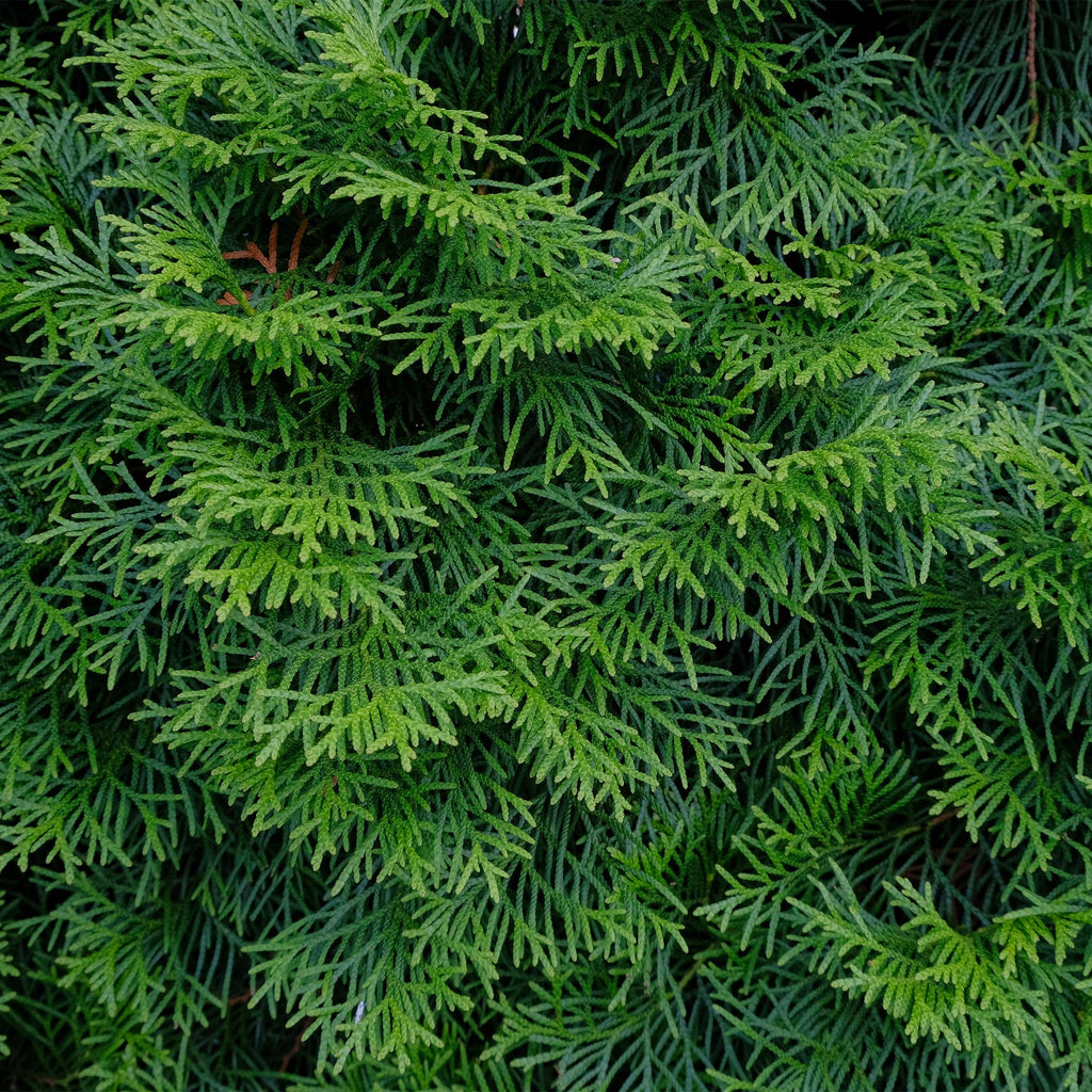 Lebensbaum Thuja occidentalis Smaragd – Immergrüne Heckenpflanze – 8 Pflanzen – 1m – 9cm Höhe 30-35cm – Schnellwachsend & Pflegeleicht – Plant