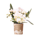 Weiße Phalaenopsis Orchidee Nazaré – Ø9cm – Elegante Zimmerpflanze – Pflegeleicht & Blühfreudig – Ideal für Küche, Wohnzimmer & Büro – Plant