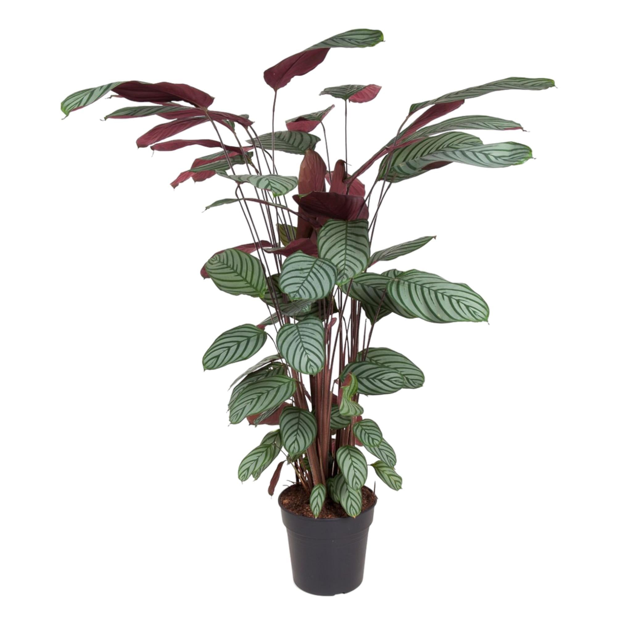 Korbmarante Calathea Oppenheimiana – Zimmerpflanze – Ø27cm ↕130cm – Exotisches Blattmuster & violette Unterseite – Pflegeleicht & luftreinigend – Plant