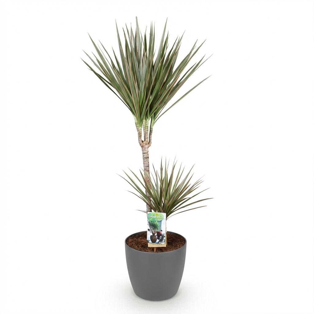 Dracaena Marginata Bicolor Drachenbaum Zimmerpflanze mit grauem Topf Ø21cm Höhe 90-100cm Pflegeleicht große Grünpflanze für Zimmer & Büro Raumdeko